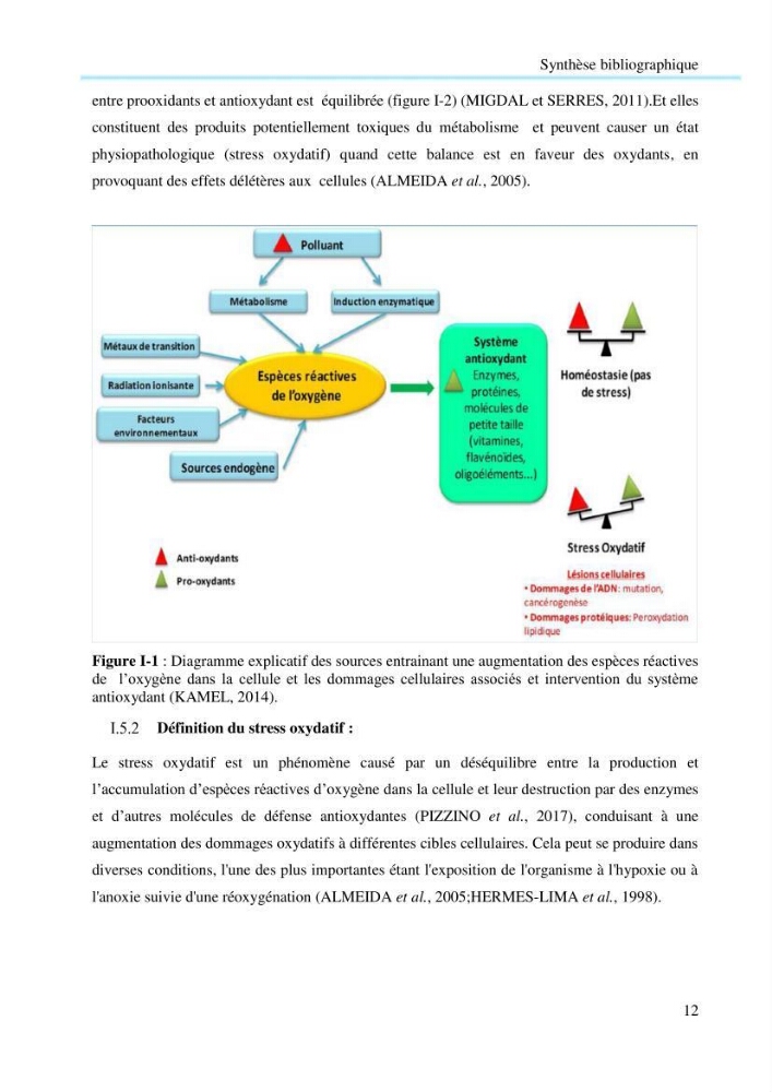 Contribution à la mesure du stress chez Mytilus galloprovincialis (Lamarck, 1819):