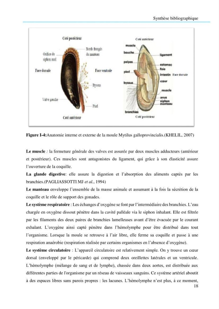 Contribution à la mesure du stress chez Mytilus galloprovincialis (Lamarck, 1819):
