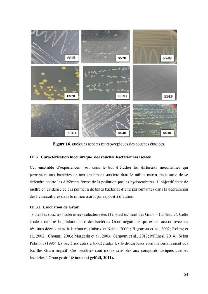 Isolement et caracterisation des bactéries degradants les différentes fractions du pétrol: Cas d’étude port de la Madrague, Ain Benian.
