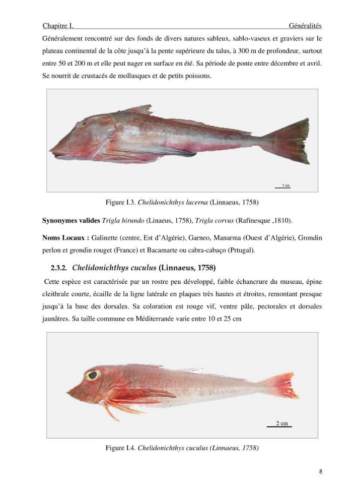 Contribution à l’étude des Triglidae ( Actinopteri, Perciformes ) de la côte algérienne: morphométrie géométrique et analyse du contour de l\'opercule