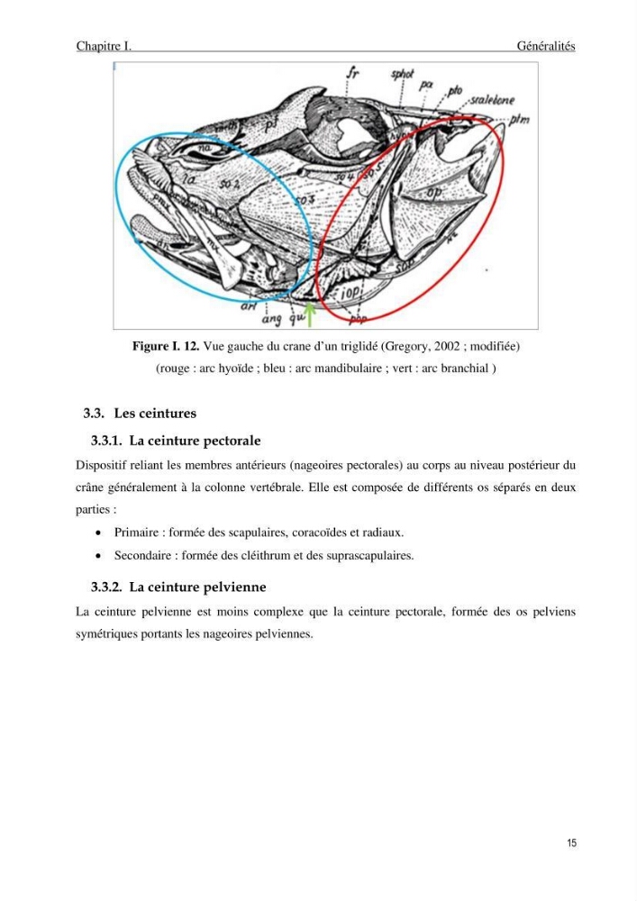 Contribution à l’étude des Triglidae ( Actinopteri, Perciformes ) de la côte algérienne: morphométrie géométrique et analyse du contour de l\'opercule