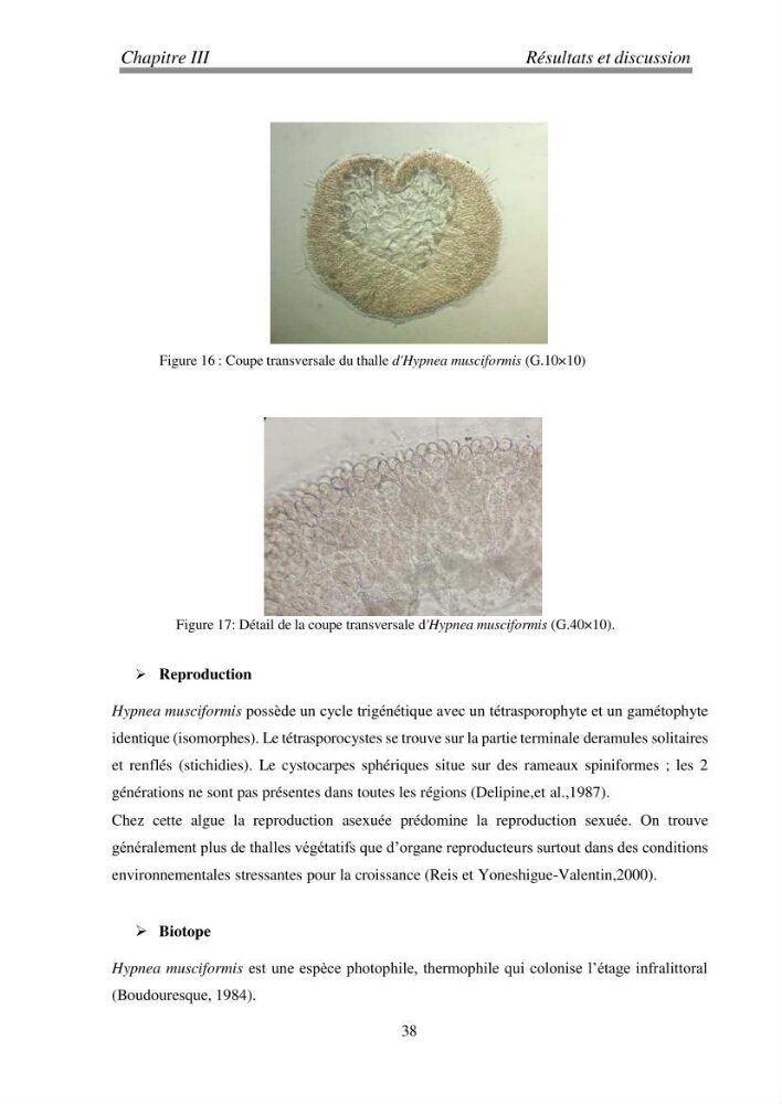 Etude de quelques algues marines de la région de Tipaza: systématique et valorisation
