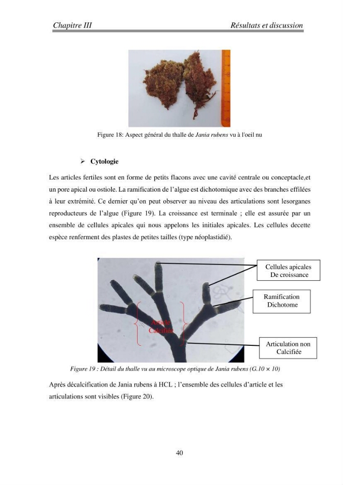 Etude de quelques algues marines de la région de Tipaza: systématique et valorisation