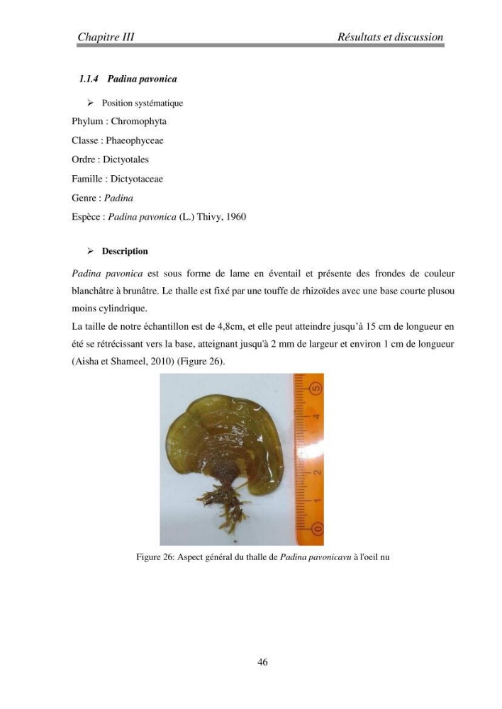 Etude de quelques algues marines de la région de Tipaza: systématique et valorisation