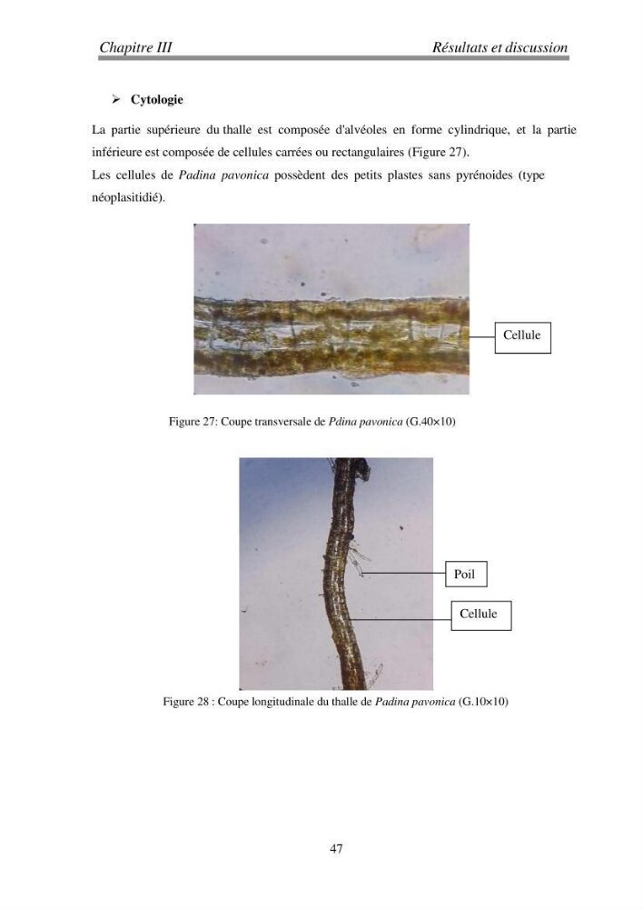 Etude de quelques algues marines de la région de Tipaza: systématique et valorisation