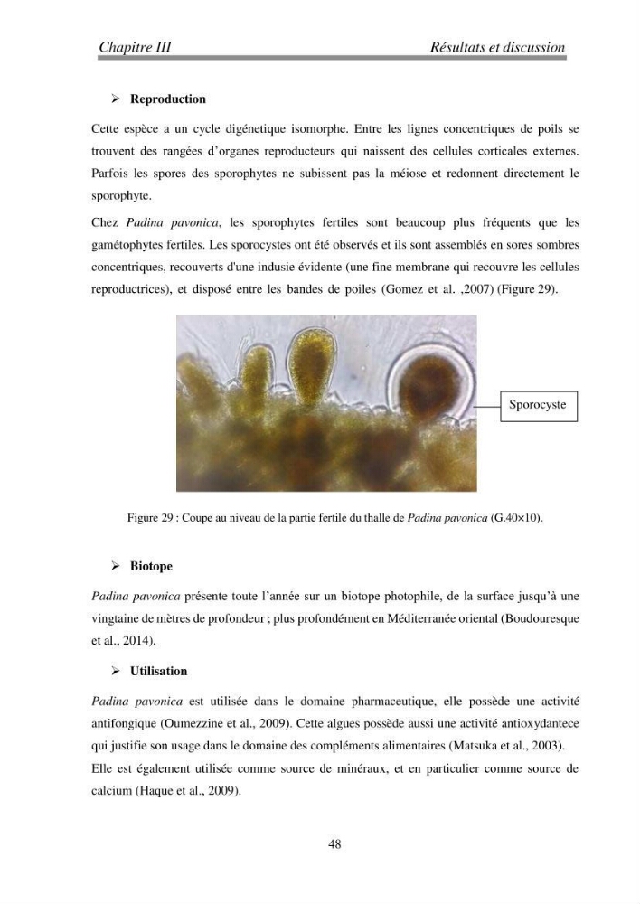 Etude de quelques algues marines de la région de Tipaza: systématique et valorisation