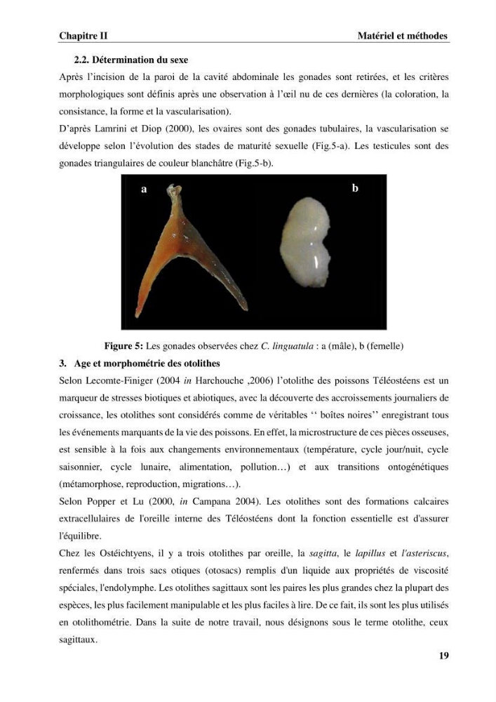 Age,croissance et évaluation du stock de citharus linguatula linnaeus, 1758 de la région centre algérienne :