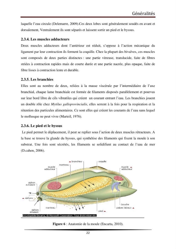 Analyse microbiologique de la moule Mytilus galloprovincialis: