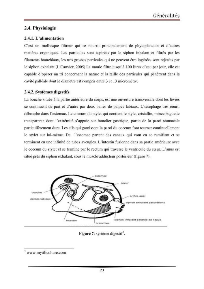 Analyse microbiologique de la moule Mytilus galloprovincialis: