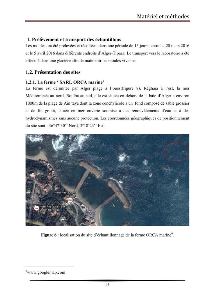 Analyse microbiologique de la moule Mytilus galloprovincialis: