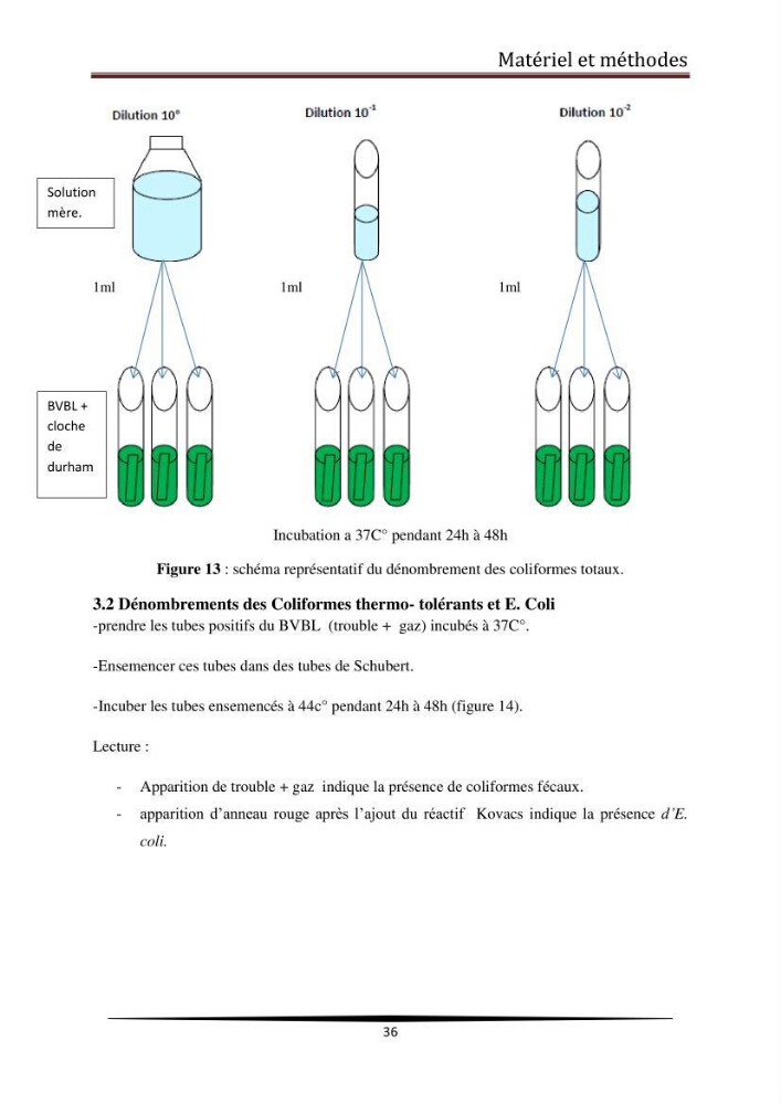 Analyse microbiologique de la moule Mytilus galloprovincialis: