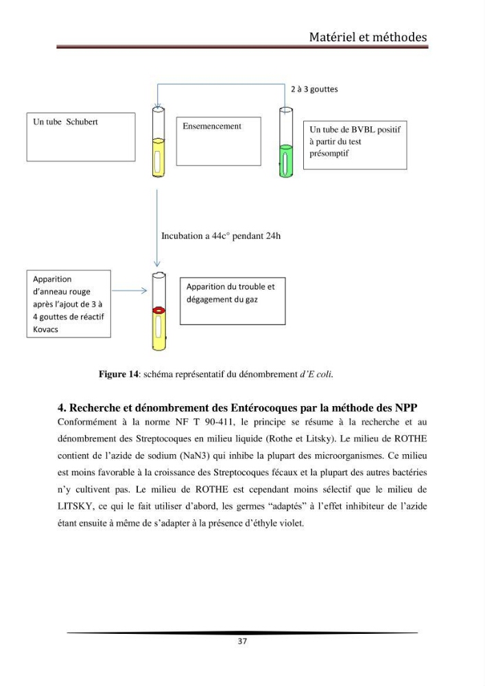 Analyse microbiologique de la moule Mytilus galloprovincialis: