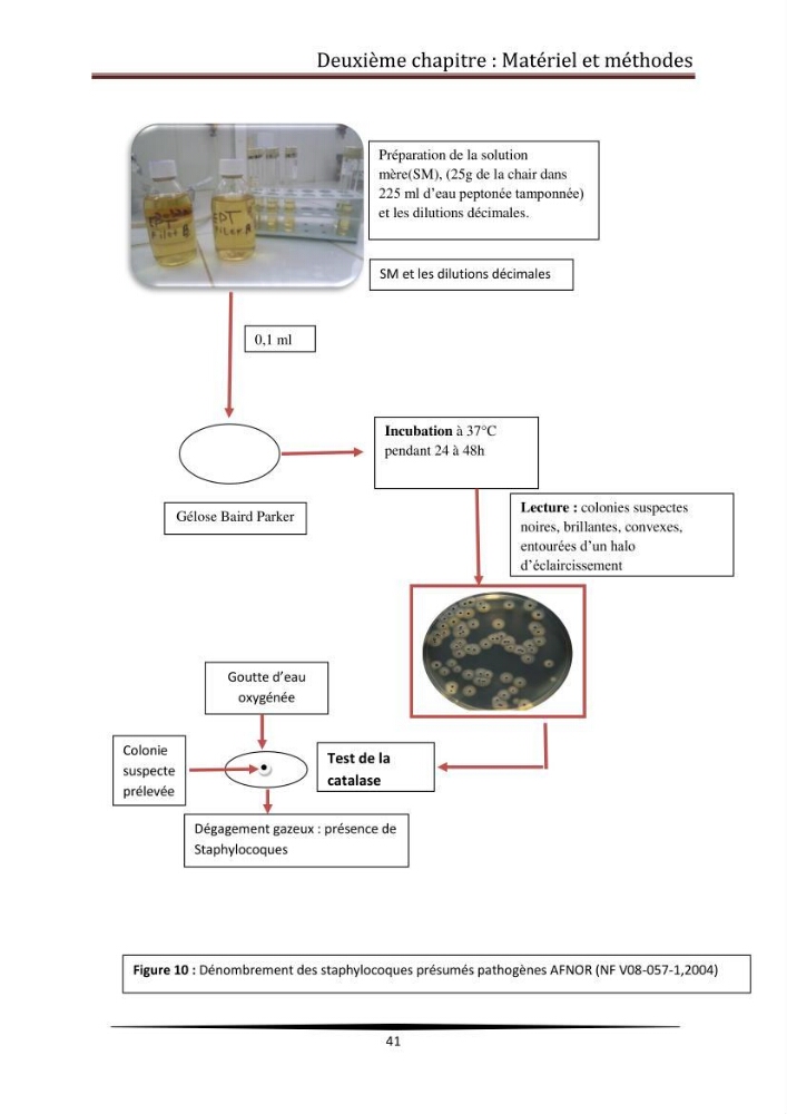 Contribution à l\'étude de la qualité microbiologique du poisson congelé panga (Pangasius hypophthalmus):