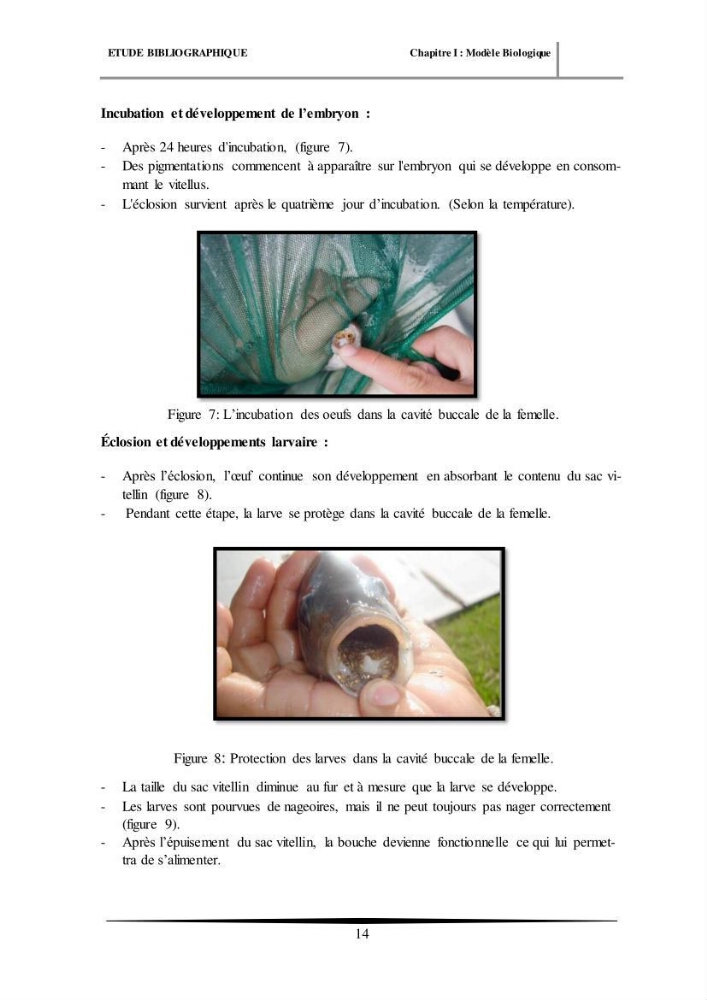 Essais d’élevage de Tilapia Nilotica en système biofloc : Effet sur la croissance, la reproduction et les paramètres du milieu: