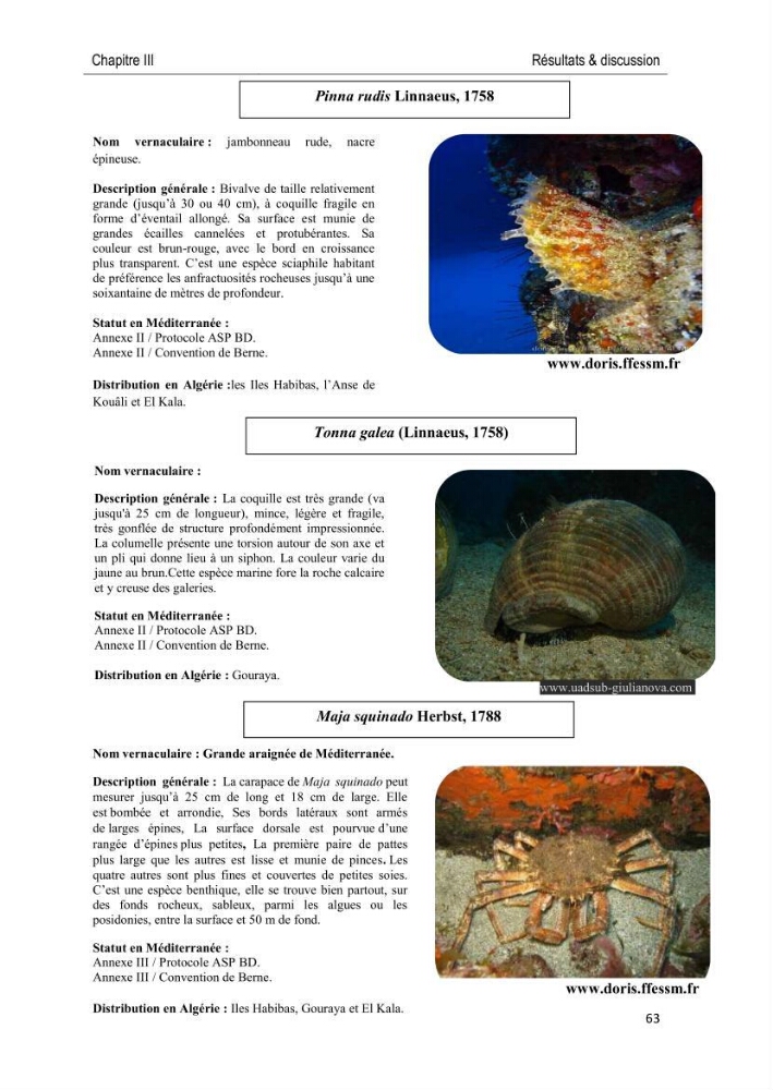 Caractérisation des peuplements benthiques des aires marines protégées en Algérie