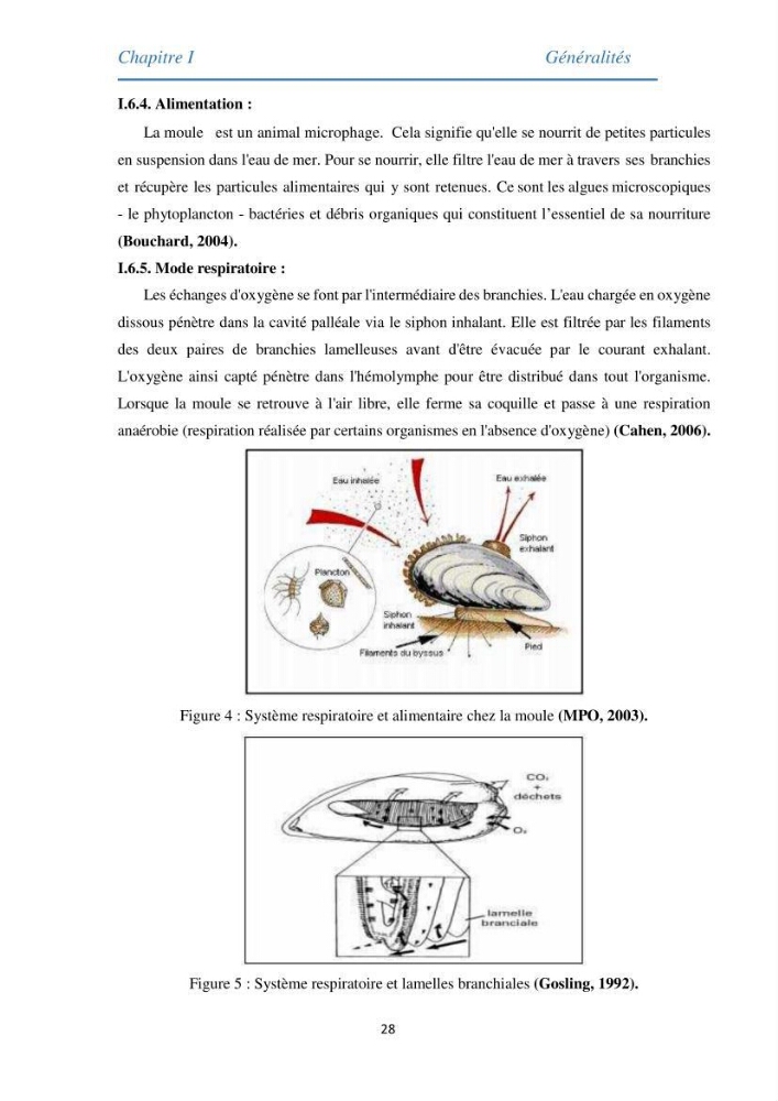 Etude des métaux traces chez les moules de la côte algeroise