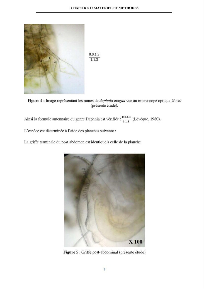 Mise en évidence des performances d\'un elevage d\'une souche de Daphnies: Daphnia magna