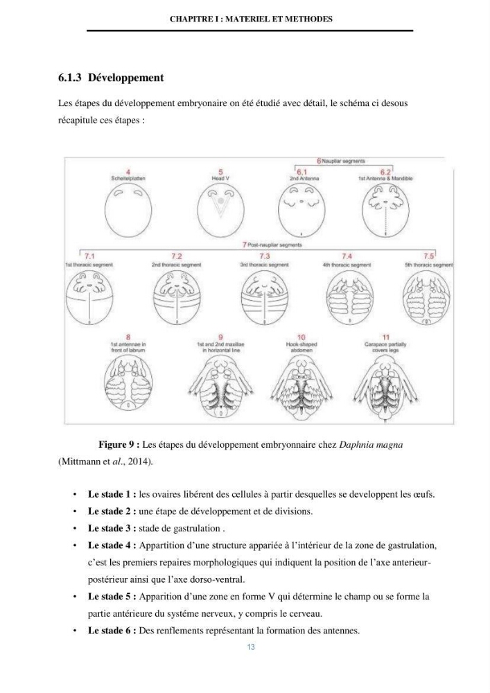 Mise en évidence des performances d\'un elevage d\'une souche de Daphnies: Daphnia magna