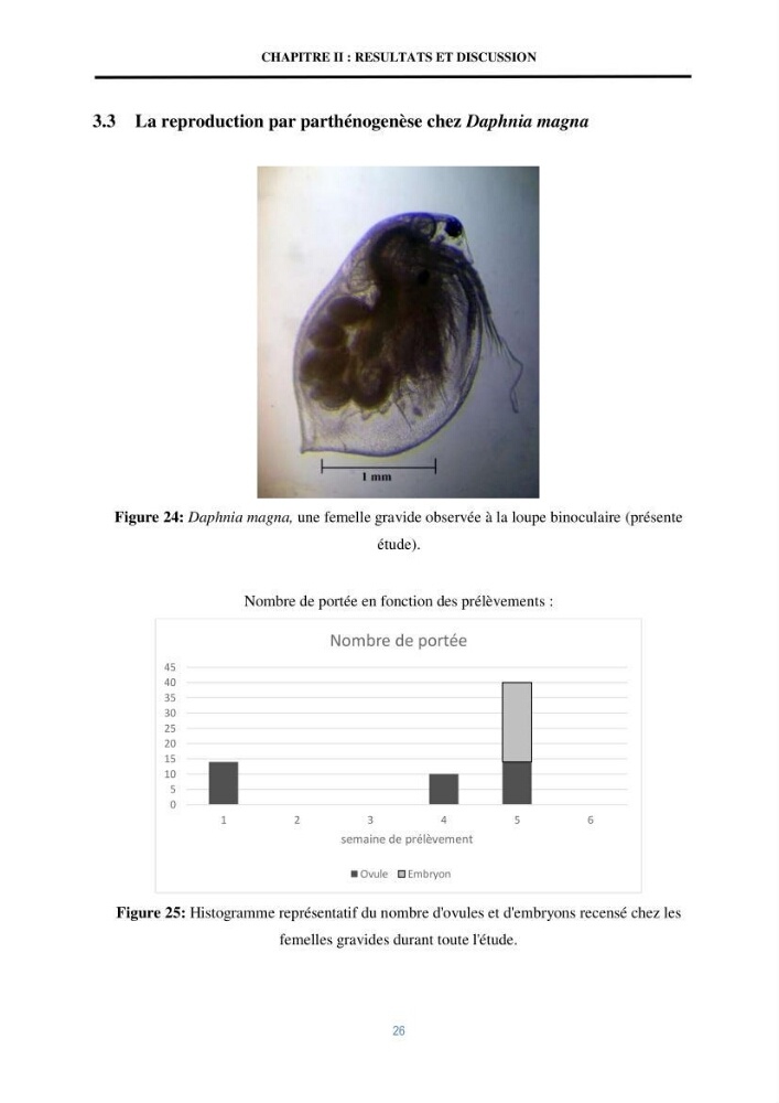 Mise en évidence des performances d\'un elevage d\'une souche de Daphnies: Daphnia magna