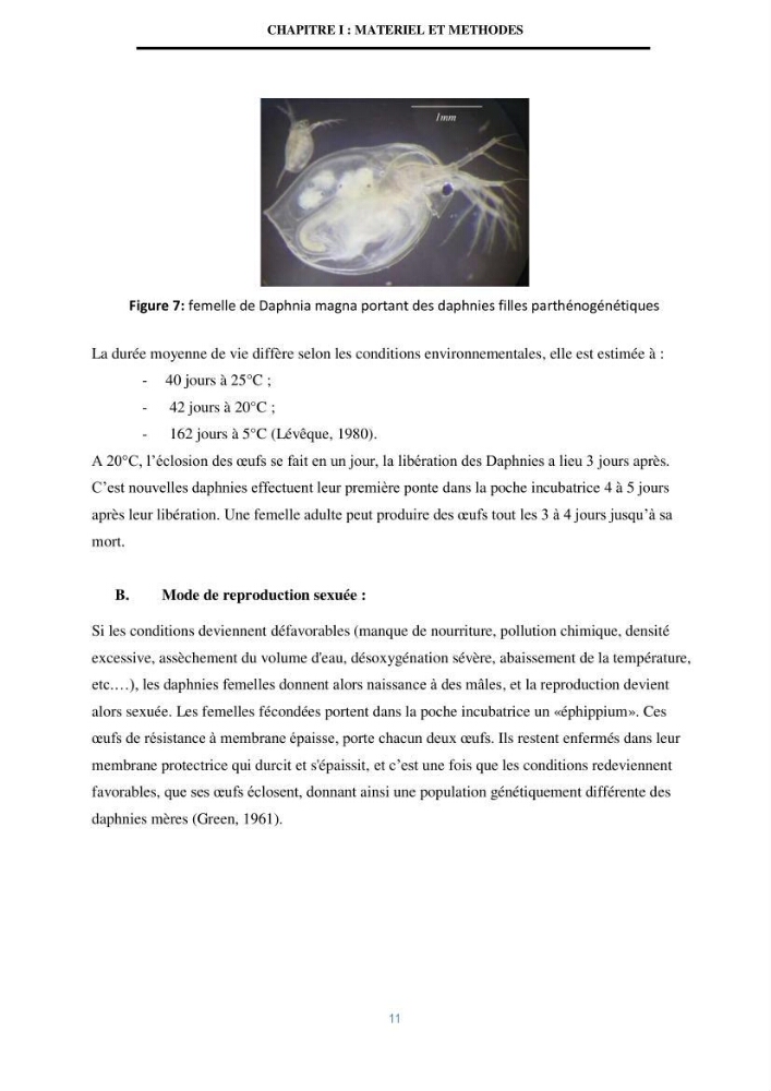 Mise en évidence des performances d\'un elevage d\'une souche de Daphnies: Daphnia magna: