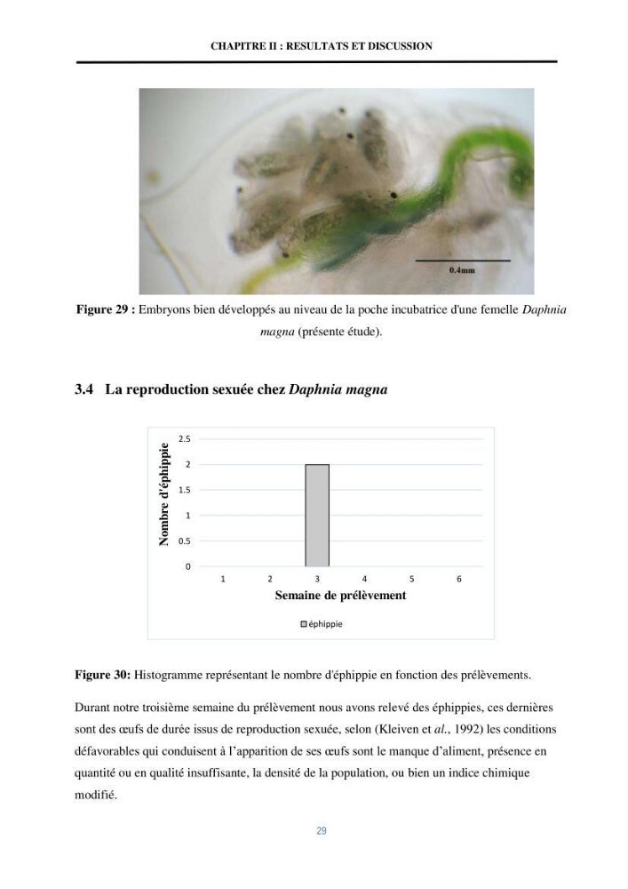Mise en évidence des performances d\'un elevage d\'une souche de Daphnies: Daphnia magna: