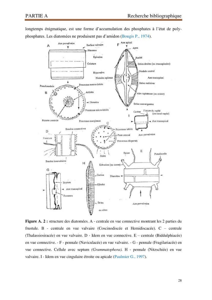Identification, caractérisation et applications des diatomées fossiles de la région de Mostaganem