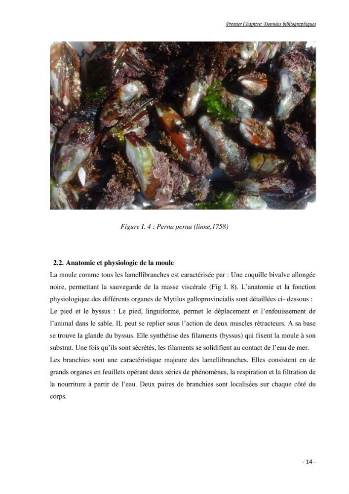 Mise au point d\'une technique de dosage de l\'activité des enzymes du stress oxydatif chez la moule Perna Perna (Linnaeus 1758 .