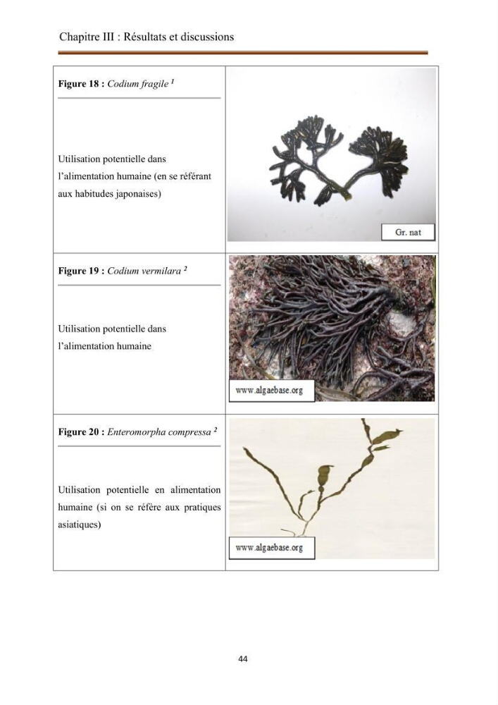 Actualisation de la taxonomie et de l\'inventaire des chlorobiontes des côtes Algériennes et mise en évidence des espèces aquacole: