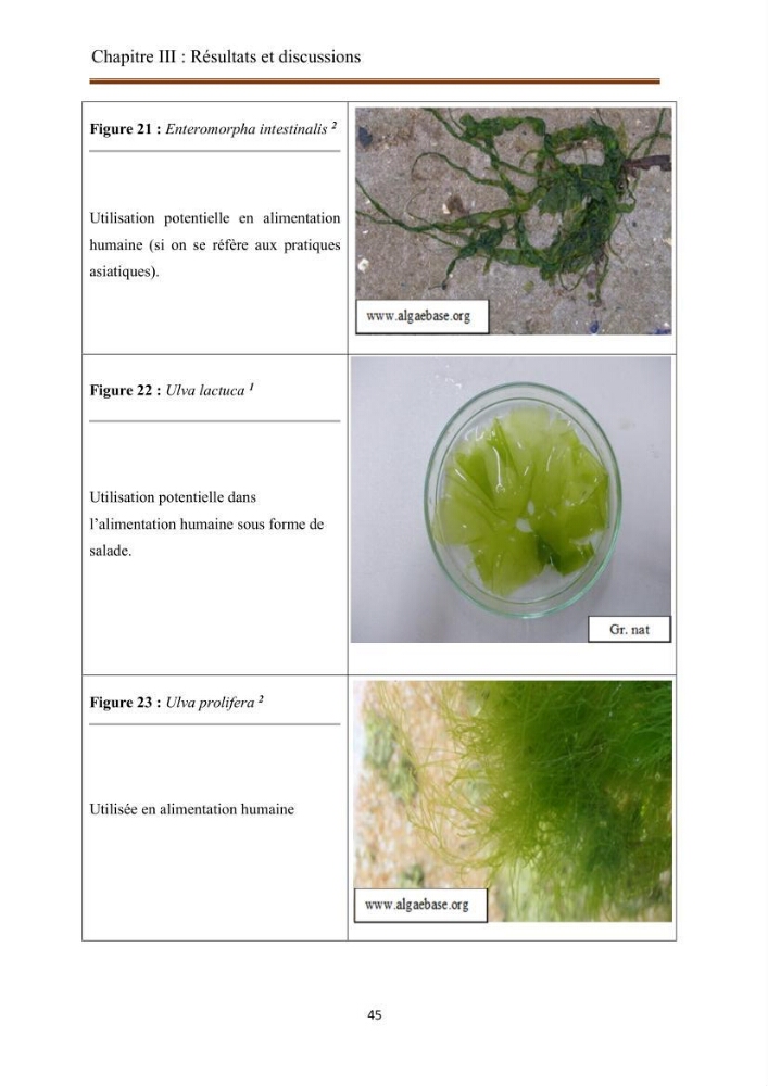 Actualisation de la taxonomie et de l\'inventaire des chlorobiontes des côtes Algériennes et mise en évidence des espèces aquacole: