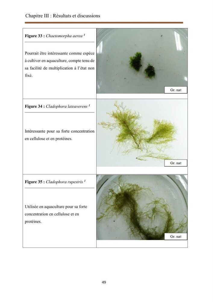 Actualisation de la taxonomie et de l\'inventaire des chlorobiontes des côtes Algériennes et mise en évidence des espèces aquacole: