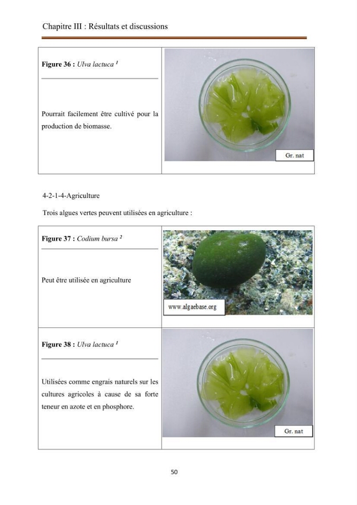 Actualisation de la taxonomie et de l\'inventaire des chlorobiontes des côtes Algériennes et mise en évidence des espèces aquacole: