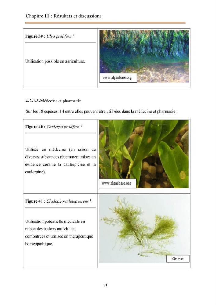 Actualisation de la taxonomie et de l\'inventaire des chlorobiontes des côtes Algériennes et mise en évidence des espèces aquacole: