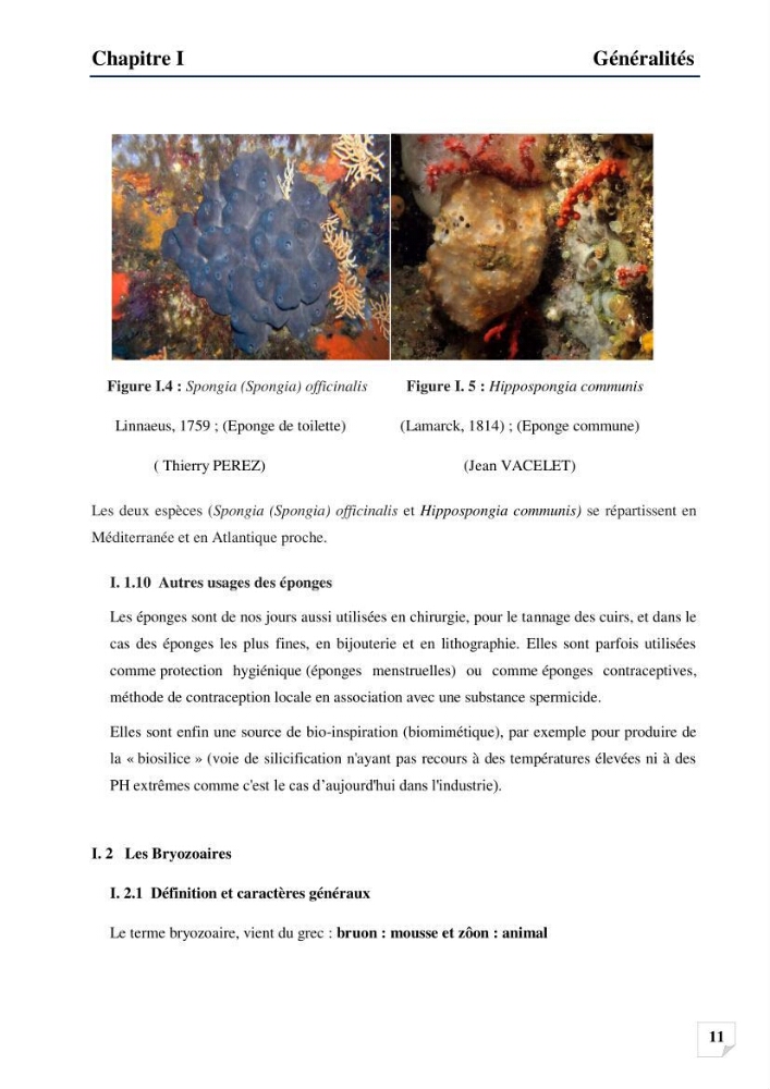 Inventaire des Spongiaires et des Bryozoaires de la côte Algérienne