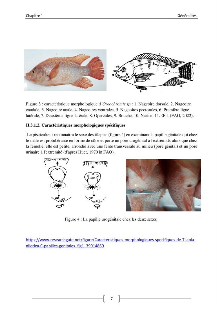 Composition minérale (cas du calcium) de deux espèces aquacoles le tilapia rouge (Oreochromis sp) et la daurade royale (sparus aurata).