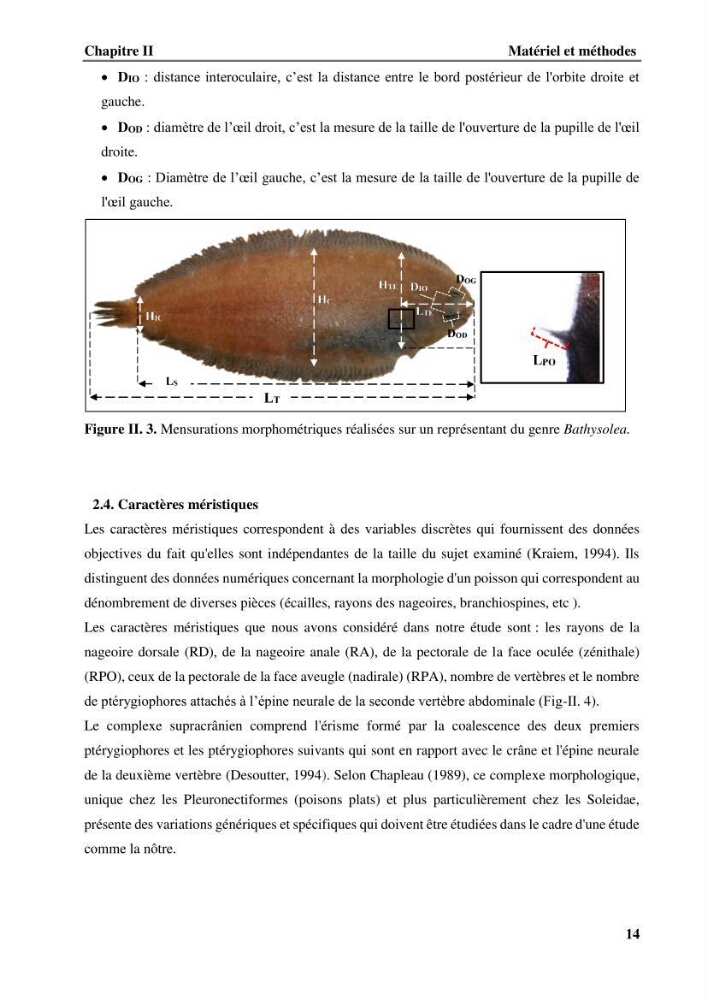 Contribution à l\'étude systématique du genre Bathysolea Roule,1916 (Pleuronnectiformes, Soleidae) des côtes Algeriennes: études morphométriques et ostéologique