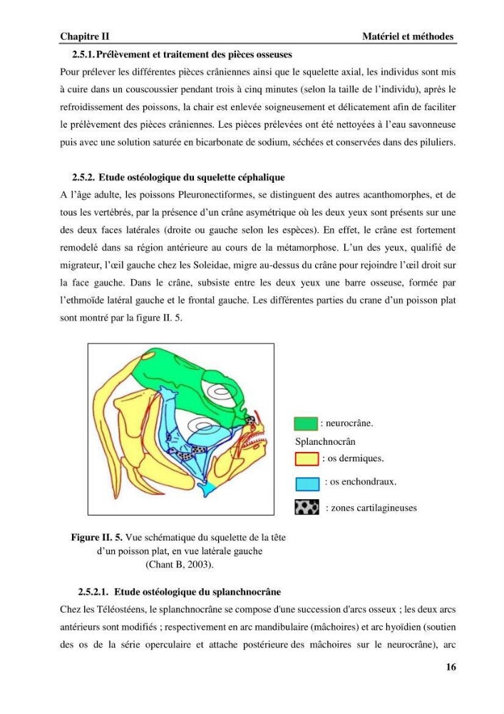 Contribution à l\'étude systématique du genre Bathysolea Roule,1916 (Pleuronnectiformes, Soleidae) des côtes Algeriennes: études morphométriques et ostéologique