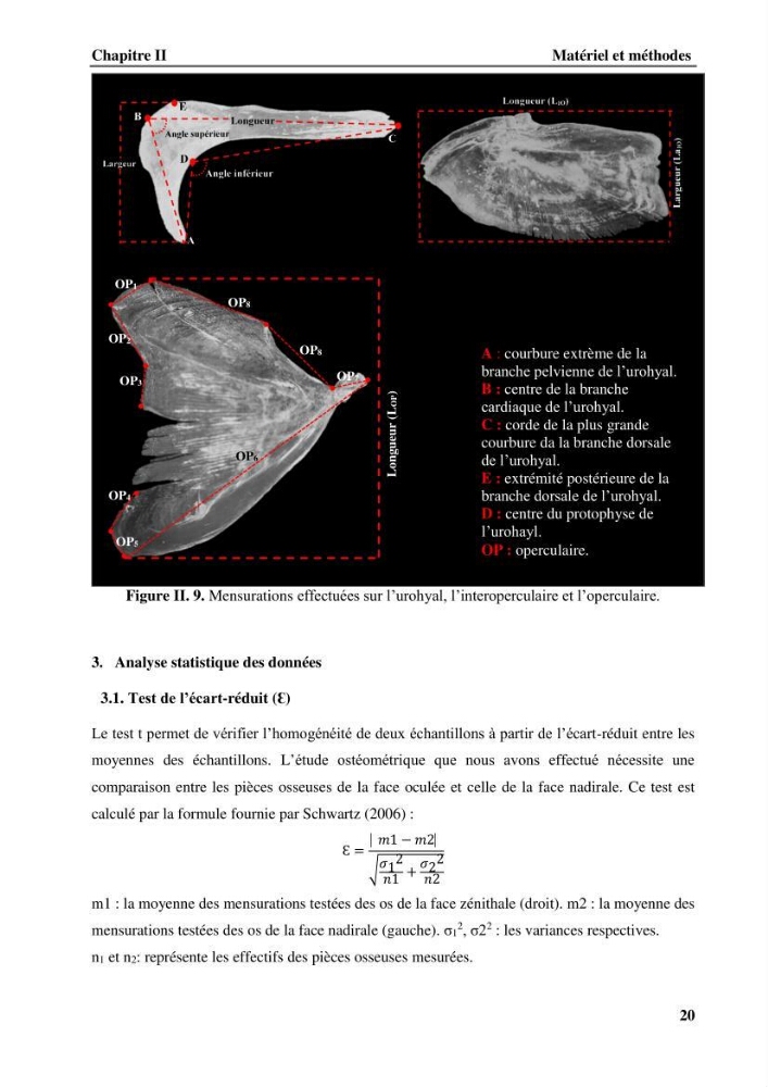 Contribution à l\'étude systématique du genre Bathysolea Roule,1916 (Pleuronnectiformes, Soleidae) des côtes Algeriennes: études morphométriques et ostéologique