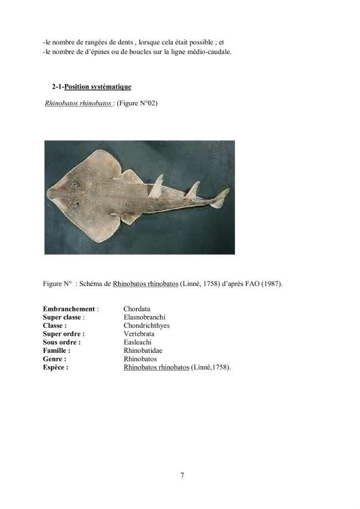 Etudes de regime alimentaire de 03 raies ( Raia asterias, Dasyatis pastcnaca et Rhinobatos rhinobatos) du Golfe de Annaba