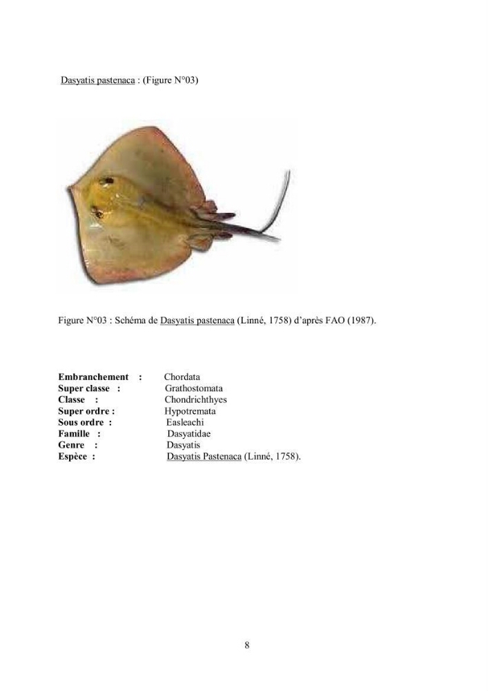Etudes de regime alimentaire de 03 raies ( Raia asterias, Dasyatis pastcnaca et Rhinobatos rhinobatos) du Golfe de Annaba