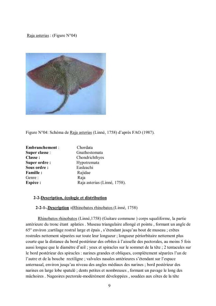 Etudes de regime alimentaire de 03 raies ( Raia asterias, Dasyatis pastcnaca et Rhinobatos rhinobatos) du Golfe de Annaba