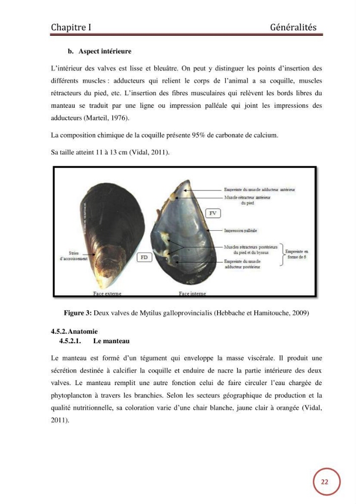 Caractérisation de la filière mytilicole du projet cultures marines (Wilaya de Tipaza):