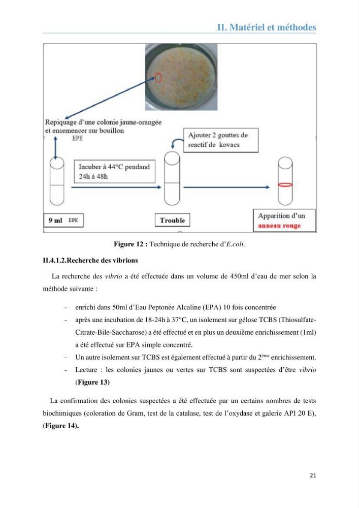 Analyse microbiologique et évaluation de la résistance aux antibiotiques des eaux de plages algéroises.