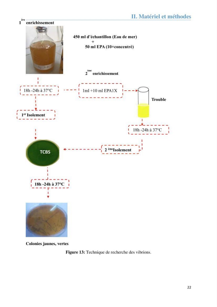 Analyse microbiologique et évaluation de la résistance aux antibiotiques des eaux de plages algéroises.