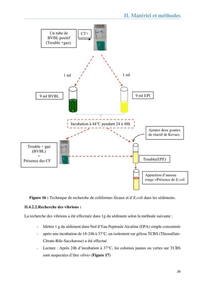 Analyse microbiologique et évaluation de la résistance aux antibiotiques des eaux de plages algéroises.