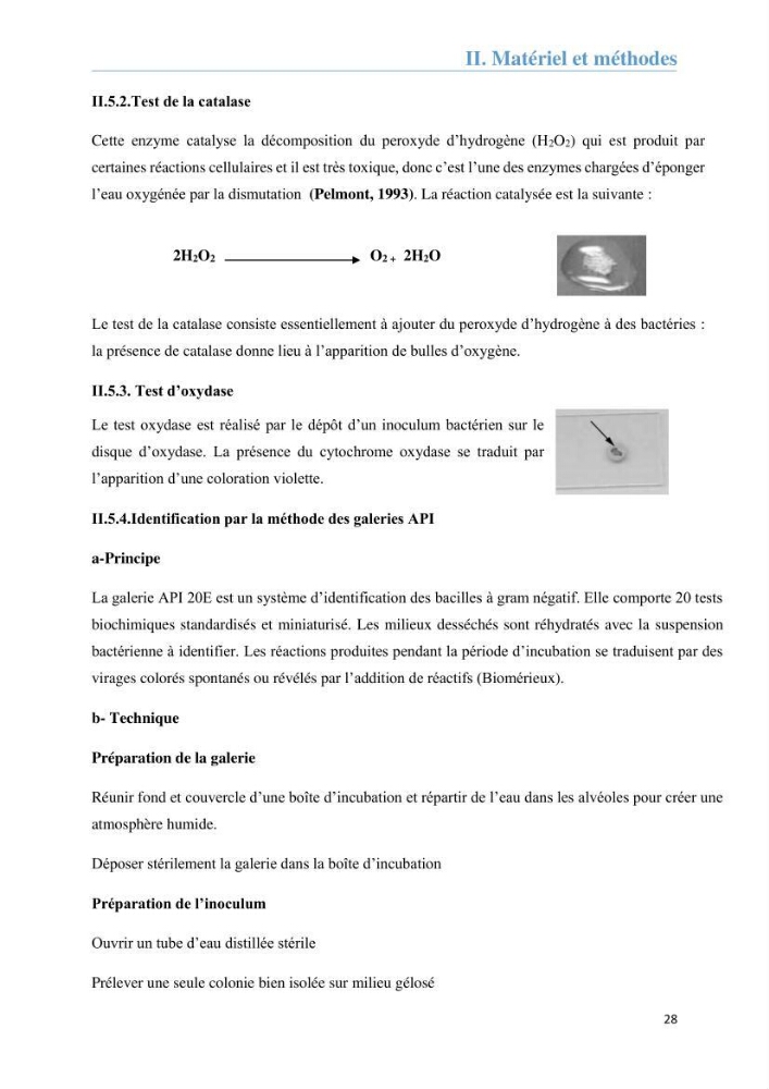 Analyse microbiologique et évaluation de la résistance aux antibiotiques des eaux de plages algéroises.