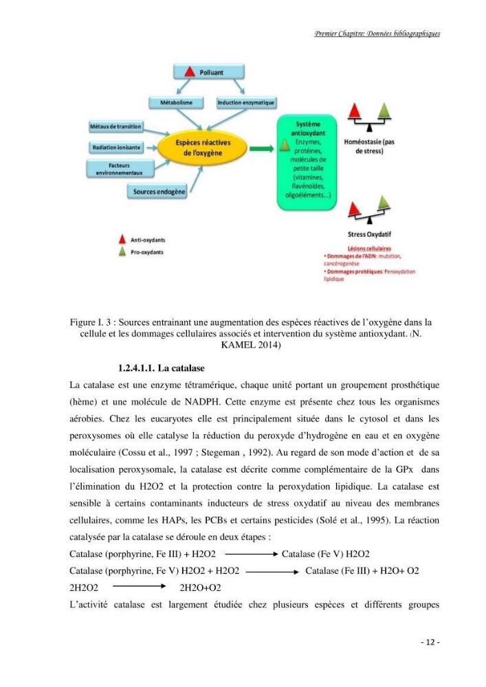 Mise au point d\'une technique de dosage de l\'activité des enzymes du stress oxydatif chez la moule Perna Perna (Linnaeus 1758 .
