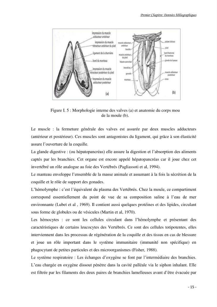 Mise au point d\'une technique de dosage de l\'activité des enzymes du stress oxydatif chez la moule Perna Perna (Linnaeus 1758 .