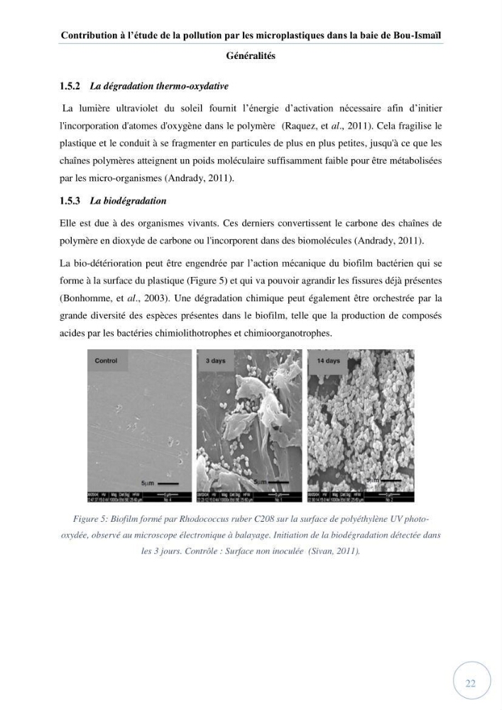Contribution à l\'étude de la pollution par les micro-plastiques dans la baie de Bou-Ismail: