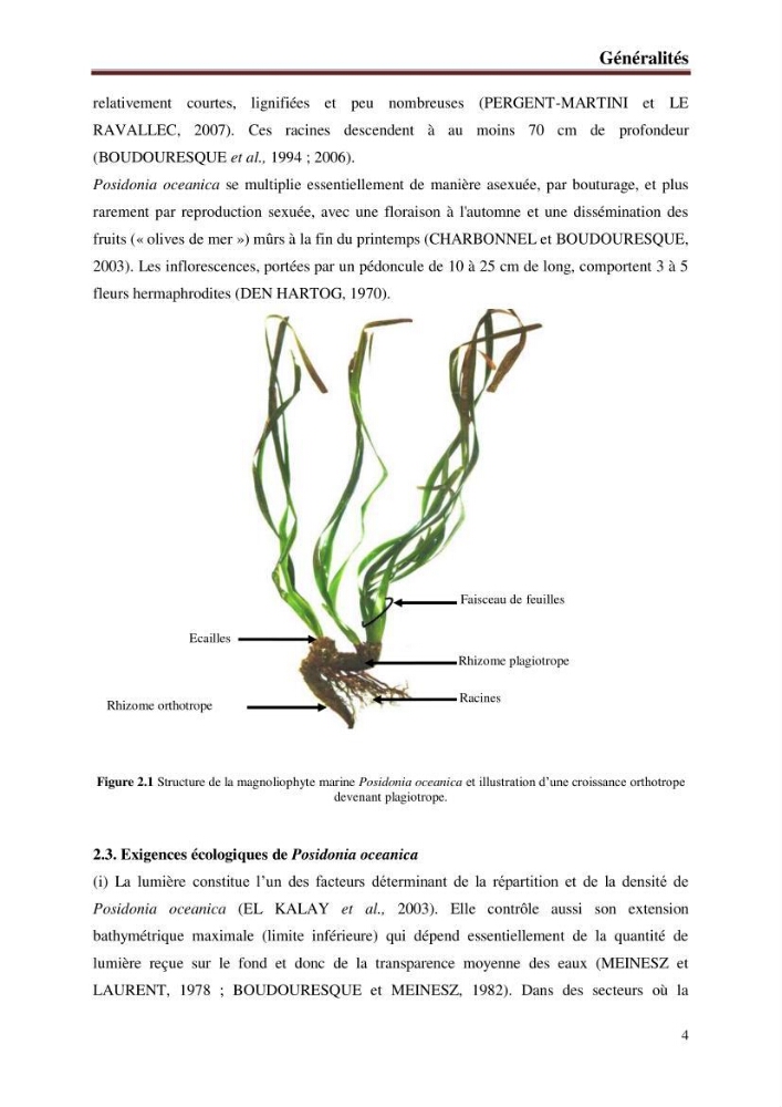 Caractérisation des herbiers à posidonia oceanica (L.) delile de la baie de Bou-Ismail