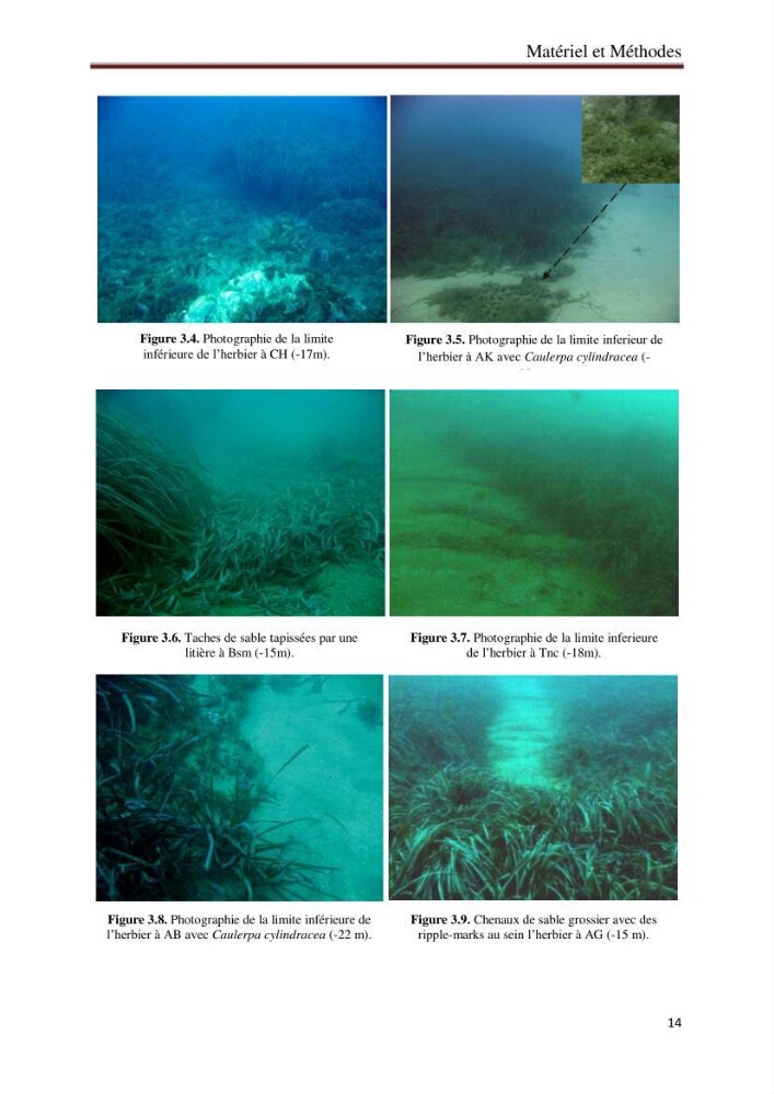Caractérisation des herbiers à posidonia oceanica (L.) delile de la baie de Bou-Ismail